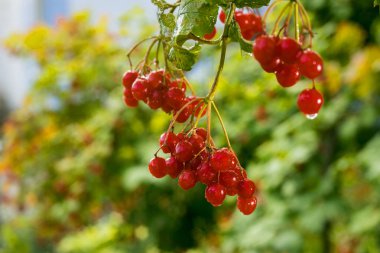 Tıbbi ve yenilebilir bitki olarak ağaç yaprakları ile kartopu (Ukraynaca Kalina) meyveleri dalları