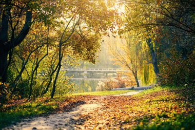 güzel renkli sonbahar manzara orman