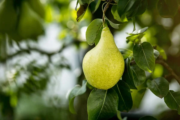 Pear Organik Muda Yang Lezat Dan Sehat Tergantung Cabang — Stok Foto