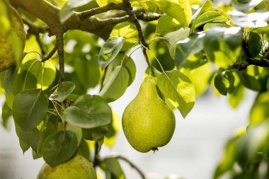 Bir dalda asılı lezzetli genç sağlıklı organik sulu armut