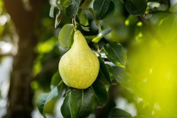 Pear Organik Muda Yang Lezat Dan Sehat Tergantung Cabang — Stok Foto