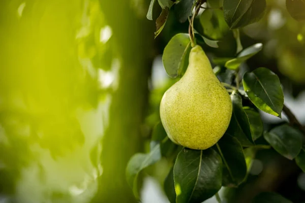 Pear Organik Muda Yang Lezat Dan Sehat Tergantung Cabang — Stok Foto