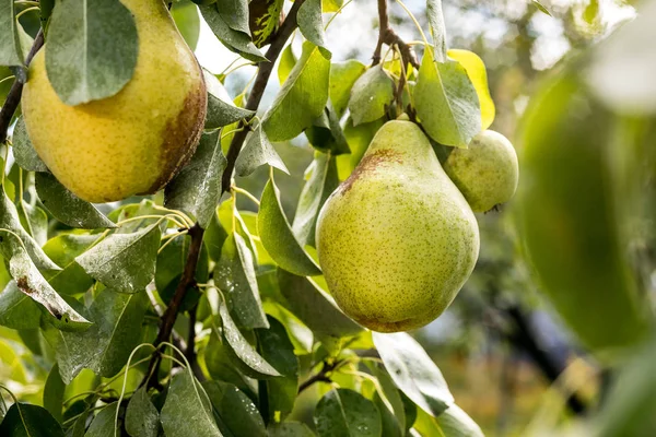 Νόστιμο Νεαρά Υγιή Οργανικά Ζουμερά Αχλάδια Κρέμονται Πάνω Ένα Κλαδί — Φωτογραφία Αρχείου