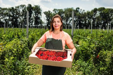 Frenk üzümü yetiştiricileri mühendis bahçesinde hasat, bulunan kadın çilek kutusu ile çalışma