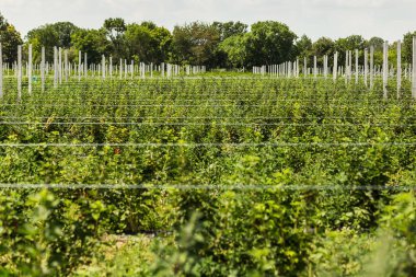 Frenk üzümü çalılar bile satır alanına yerleştirmiş. Ekolojik meyve plantasyon concpet