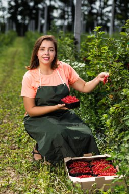 Frenk üzümü yetiştiricileri mühendis bahçesinde hasat, bulunan kadın çilek kutusu ile çalışma