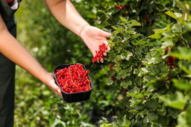 Frenk üzümü yetiştiricileri mühendis bahçesinde hasat, bulunan kadın çilek kutusu ile çalışma
