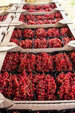 Çiftçi pazarda taze kırmızı kuş üzümü, plastik kutu dolu. 