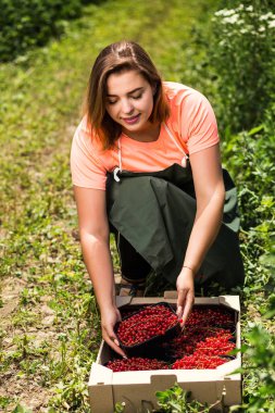 Frenk üzümü yetiştiricileri mühendis bahçesinde hasat, bulunan kadın çilek kutusu ile çalışma