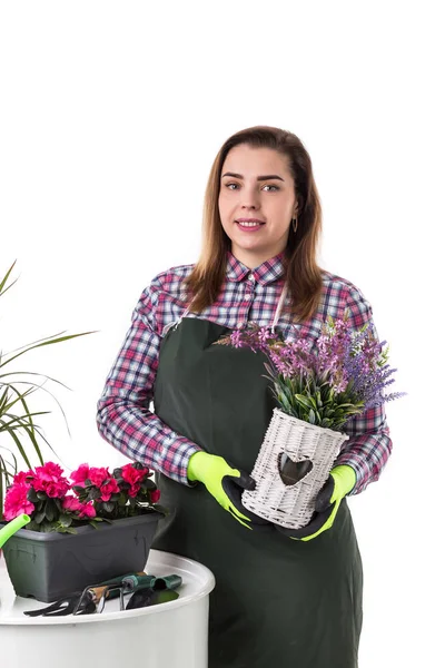 Kobieta Profesjonalny Ogrodnik Lub Kwiaciarnia Fartuch Gospodarstwa Kwiaty Doniczce Białym — Zdjęcie stockowe