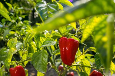 Sebze bahçesi içinde kırmızı biber (capsicum) büyüyen