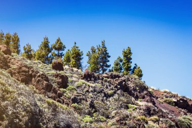 Güzel manzara Teide Milli Parkı, Tenerife, Kanarya Adası, İspanya