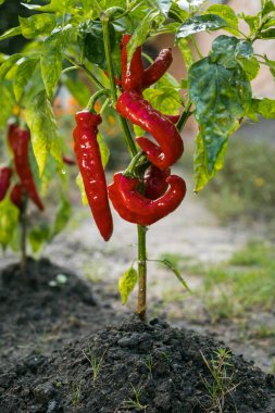 Sebze bahçesi içinde kırmızı biber (capsicum) büyüyen