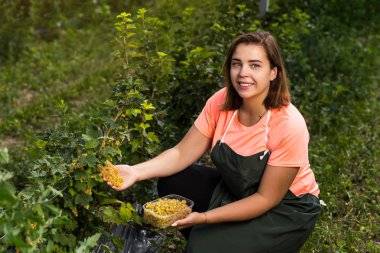 Hasat ile bahçede çilek kutusu kadınla çalışan sarı frenk üzümü yetiştiricileri mühendisi