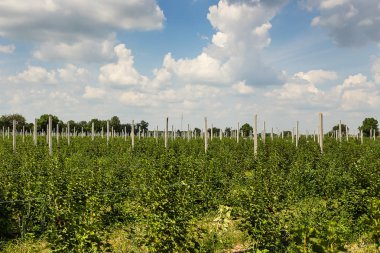 Frenk üzümü çalılar bile satır alanına yerleştirmiş. Ekolojik meyve plantasyon concpet