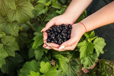 Hasat ile bahçede çilek kutusu kadınla çalışan siyah frenk üzümü yetiştiricileri mühendisi