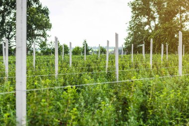 Frenk üzümü çalılar bile satır alanına yerleştirmiş. Ekolojik meyve plantasyon concpet