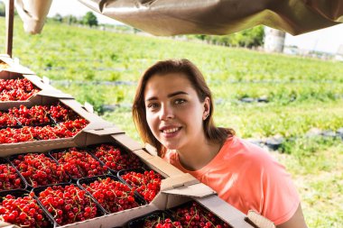 Frenk üzümü yetiştiricileri mühendis bahçesinde hasat, bulunan kadın çilek kutusu ile çalışma