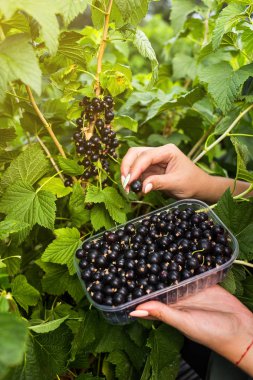Hasat ile bahçede çilek kutusu kadınla çalışan siyah frenk üzümü yetiştiricileri mühendisi