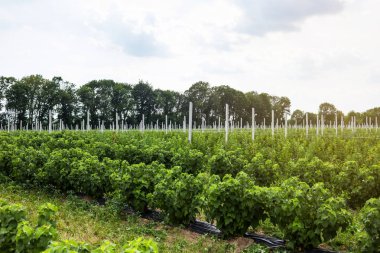 Frenk üzümü çalılar bile satır alanına yerleştirmiş. Ekolojik meyve plantasyon concpet
