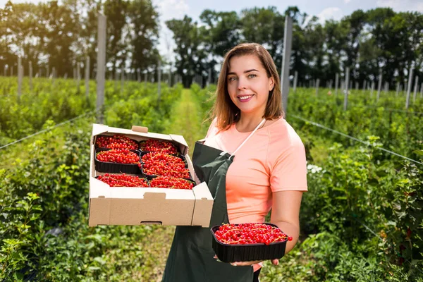 Frenk üzümü yetiştiricileri mühendis bahçesinde hasat, bulunan kadın çilek kutusu ile çalışma