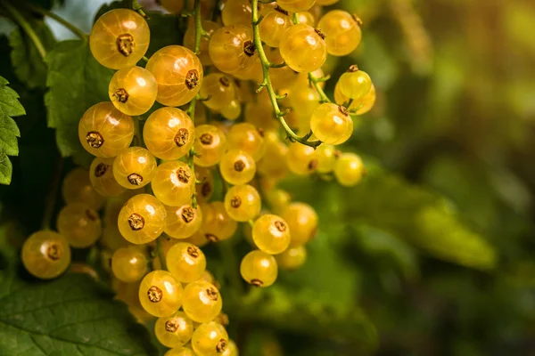 Yellow berries Stock Photos, Royalty Free Yellow berries Images