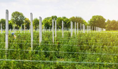 12 Haziran, 2018 - Vinnitsa, Ukrayna. Frenk üzümü çalılar bile satır alanına yerleştirmiş. Ekolojik meyve plantasyon concpet