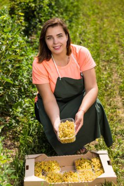 Hasat ile bahçede çilek kutusu kadınla çalışan sarı frenk üzümü yetiştiricileri mühendisi