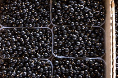 Çiftçi pazarda taze siyah frenk üzümü, plastik kutu dolu. 