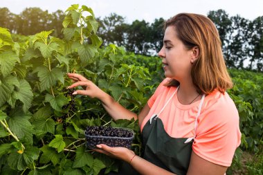 Hasat ile bahçede çilek kutusu kadınla çalışan siyah frenk üzümü yetiştiricileri mühendisi