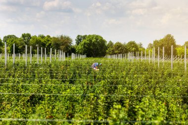 12 Haziran, 2018 - Vinnitsa, Ukrayna. Frenk üzümü çalılar bile satır alanına yerleştirmiş. Ekolojik meyve plantasyon concpet