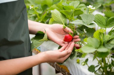 Taze çilek ekimi seralarda yetiştirilen endüstriyel büyüme