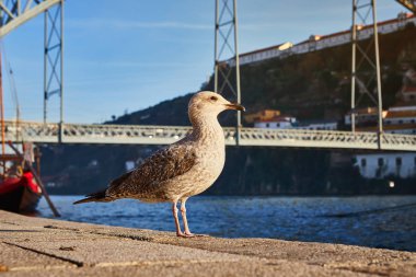 Martı nehrin Douro eski Porto setin arka plan Dom Luis Köprüsü, Portekiz ile oturur
