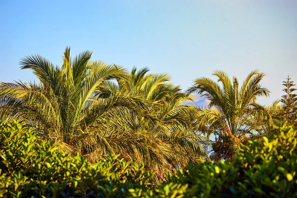 土耳其博德鲁姆：热带海岸蓝天的棕榈树 — 图库照片