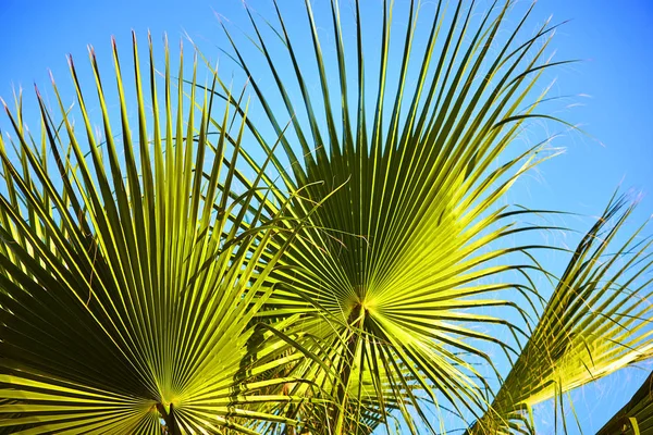 Bodrum, Turecko: Palmové stromy proti modré obloze na tropickém pobřeží — Stock fotografie