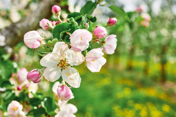 Hermoso huerto de manzanos en flor en el jardín de primavera de cerca — Foto de Stock