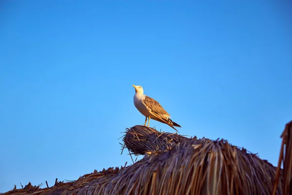 Gaivota senta-se no telhado de um bangalô no mar — Fotografia de Stock