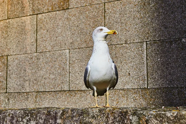 Seagull in Porto old city, Portugal — Stock Photo, Image