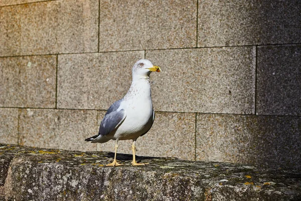 Seagull in Porto Old City, Portugália — Stock Fotó