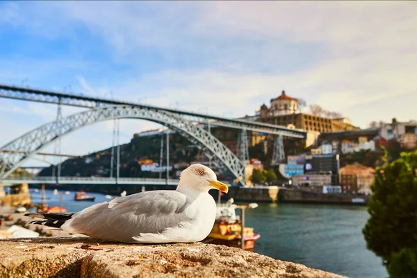 Seagull zit op de dijk van de rivier de Douro in oude Porto met achtergrond van Dom Luis brug, Portugal — Stockfoto