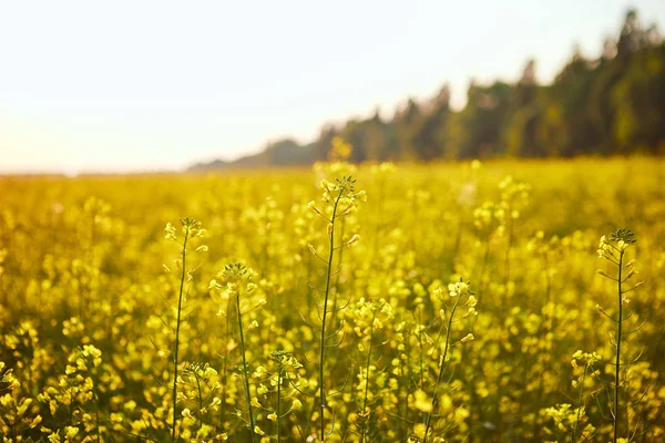 Campo de colza amarillo floreciente. Planta para la energía verde y la industria petrolera — Foto de Stock