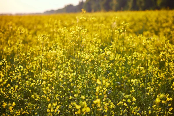 Campo de colza amarelo em flor. Instalação de energia verde e indústria petrolífera — Fotografia de Stock