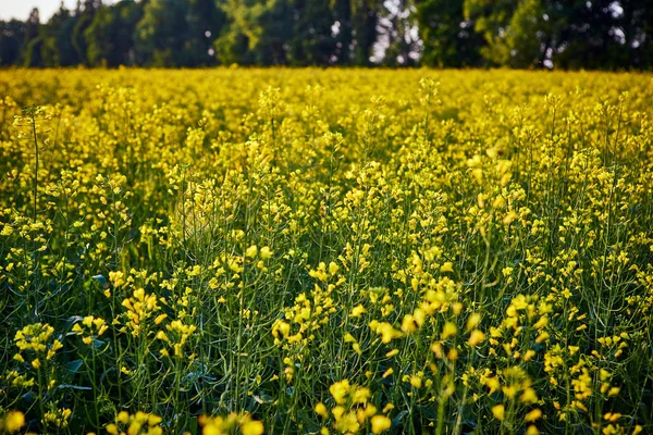 Blooming yellow rapeseed field. Plant for green energy and oil industry — Stock Photo, Image