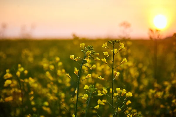 Campo de colza amarelo em flor. Instalação de energia verde e indústria petrolífera — Fotografia de Stock