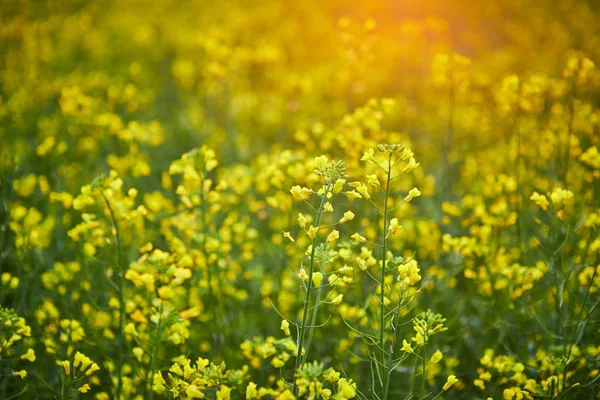 盛开的黄色油菜籽田。绿色能源和石油工业工厂 — 图库照片