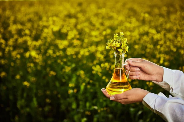 菜籽油瓶在背景油菜场的农艺师或生物学家手中 — 图库照片