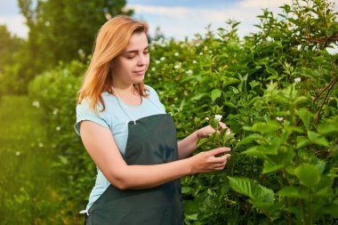 Meyve bahçesinde çalışan kadın çiftçi. Biyolog müfettişi böğürtlen çalılarını inceliyor.
