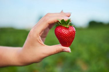 Çilek yetiştiricileri hasat ile tarlada çalışan mühendis, kadın meyve tutan