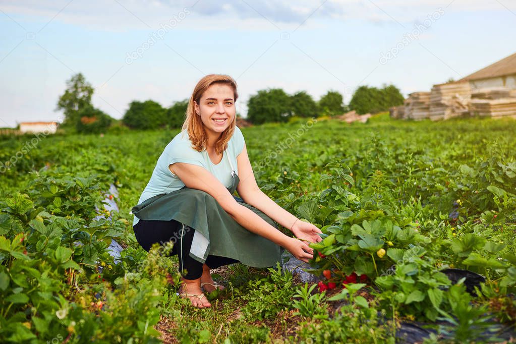 Woman farmer working in a strawberry field. Worker picks strawberries