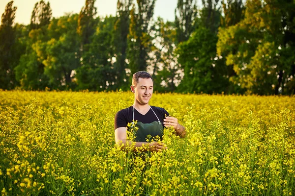 Mladý farmář nebo agronomik zkoumá kvalitu řepkového oleje na poli znásilnění. Agripodnikatelský koncept — Stock fotografie